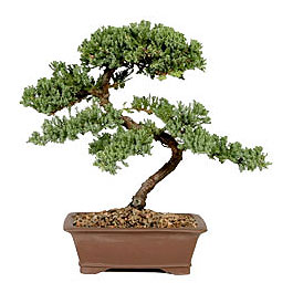 ithal bonsai saksi iegi  Gaziantep cicek , cicekci 